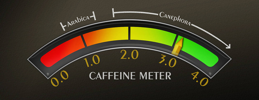 THE ROBUSTA BEAN - caffeine meter